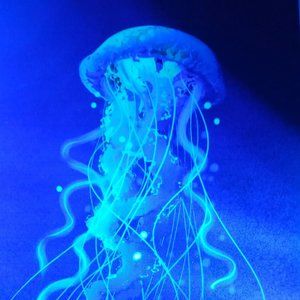 Blacklight jellyfish PRINT